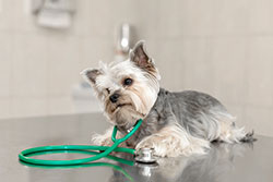 Montpelier Veterinary Hospital - Conditions & Diagnoses