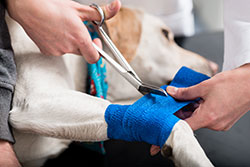 Montpelier Veterinary Hospital -  Pet Emergencies
