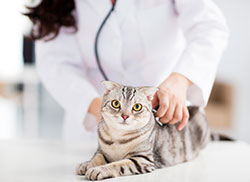 Montepelier Veterinary Hospital - Wellness Examinations