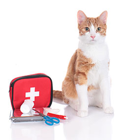 Montpelier Veterinary Hospital - Pet First Aid Resources