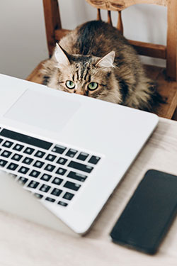 Montpelier Veterinary Hospital - Client Forms