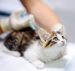 Montpelier Veterinary Hospital - Puppy & Kitten Care