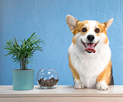 Montpelier Veterinary Hospital - New Client Information