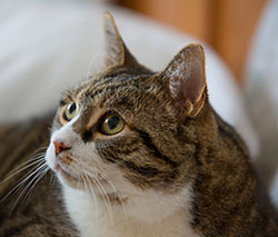 Montpelier Veterinary Hospital - Pain Management