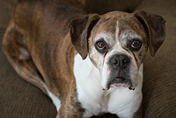 Montpelier Veterinary Hospital - Senior Pet Care