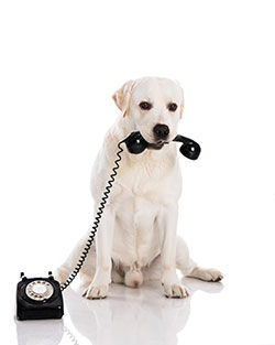 Montpelier Veterinary Hospital - Useful Links & Contacts